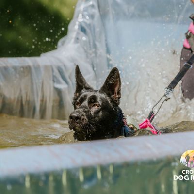 Cross Dog Race 2026 - Highlights