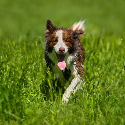 Cross Dog Race 2026 - Uhrin Milán